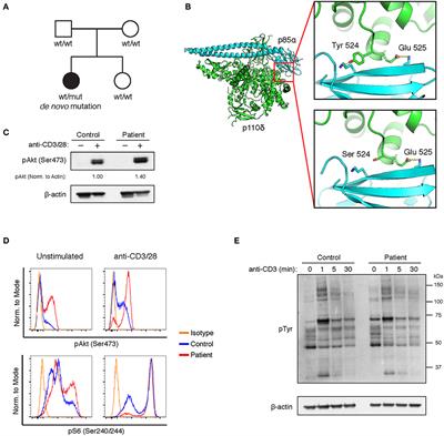 Case Study: Mechanism for Increased Follicular Helper T Cell Development in Activated PI3K Delta Syndrome